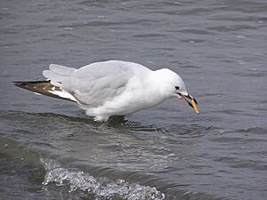 Archivo:Juvenile red billed gull smoking