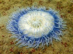 Macrodactyla doreensis - corkscrew-tentacle-anemone-5