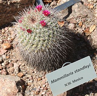 Mammillaria standleyi - Desert Botanical Garden.jpg
