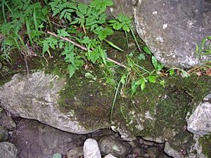 Archivo:Mosses over limestone