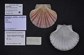 Naturalis Biodiversity Center - ZMA.MOLL.12268 - Pecten fumatus Reeve, 1852 - Pectinidae - Mollusc shell