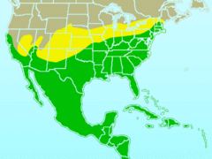 Distribución: Verde: todo el año Amarillo: estival