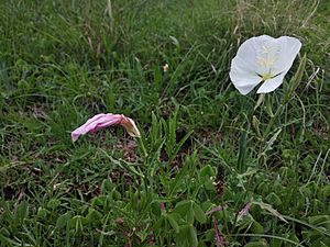 Archivo:Oenothera tetraptera (habitat)