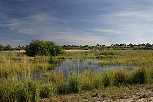 Archivo:Okavango utokota