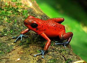 Archivo:Oophaga pumilio-Tortuguero1