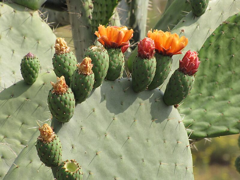 Opuntia lasiacantha (9228980954)