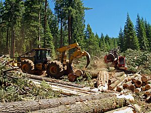 Archivo:Oregon BLM Forestry 05 (6871711709)