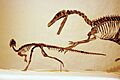 Orodromeus skeleton