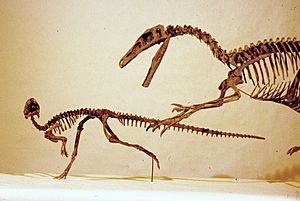 Archivo:Orodromeus skeleton