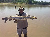 Archivo:Pescando en el Río Bermejo, cerca de Orán.