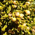 Phoradendron juniperinum 6