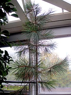 Archivo:Pinus gerardiana1