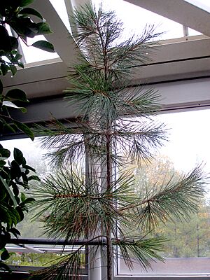 Archivo:Pinus gerardiana1