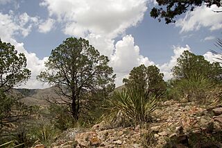 Pinus remota, Sierra Rica, Manuel Benavides, Chihuahua, Mexico 1.jpg
