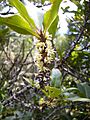 Pleiomeris canariensis