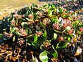 Polarwillow1