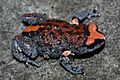 Pseudophryne australis 2