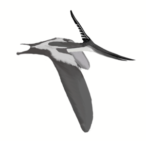 Archivo:Pteranodon longiceps mmartyniuk wiki