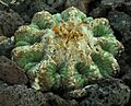 SDC11380 - Aztekium ritteri
