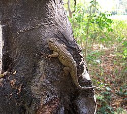 Sceloporus melanorhinus.jpeg