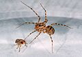 Scytodes thoracica fg04