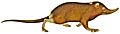Solenodon paradoxus (Plate 2) (white background)