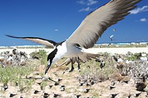 Archivo:Sooty tern flying