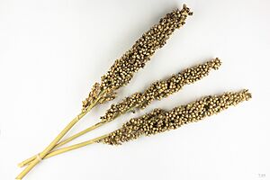 Archivo:Sorghum bicolor Moderne MHNT.BOT.2015.34.152