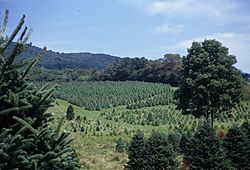 Archivo:Southern Virginia Christmas tree farm