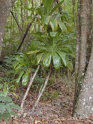 Archivo:Starr-030405-0072-Cordyline fruticosa-habit-Makawao Forest Reserve-Maui (24261783289)