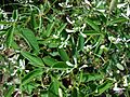 Starr 080117-2061 Euphorbia sp.