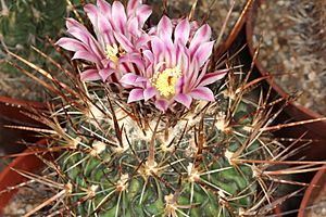 Archivo:Stenocactus obvallatus pm