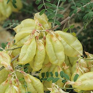 Archivo:Sutherlandia frutescens-IMG 4554