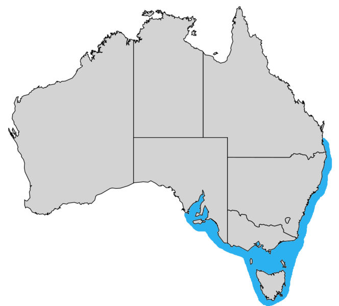 Tetractenosglabermap