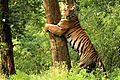 Tiger Kanha National Park.jpg