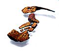 Tiktaalik limb