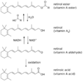 Vitamin A synthesis