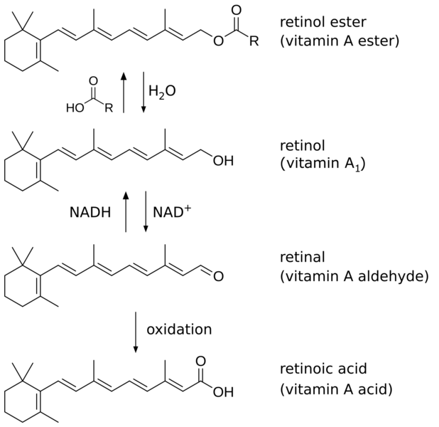 Vitamin A synthesis