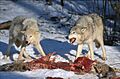 Wolves Kill
