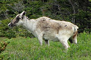 Archivo:Woodland Caribou, Newfoundland