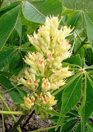 Archivo:Aesculus flava - blossom and leaves