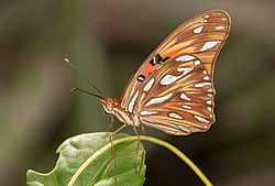 Agraulis vanillae at Isla Margarita.jpg