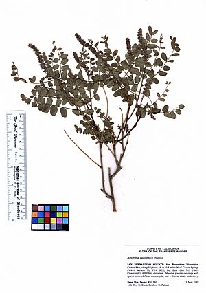 Archivo:Amorpha californica var. californica (6246838623)