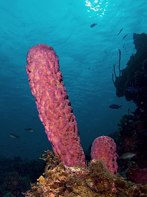 Archivo:Aplysina archeri (Stove-pipe Sponge-pink variation)