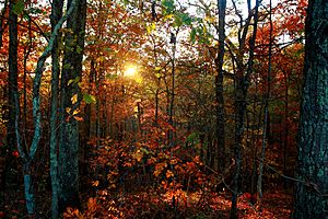 Archivo:Autumn-trees-leaves-foliage-sunset - West Virginia - ForestWander