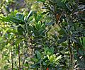 Barringtonia acutangula (Freshwater Mangrove) in Hyderabad W IMG 8321