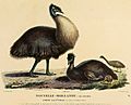 Baudin emus