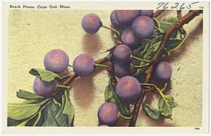 Archivo:Beach Plums, Cape Cod, Mass