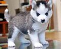 Cachorro husky