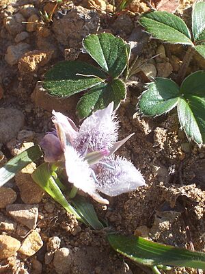 Archivo:Calochortus tolmiei